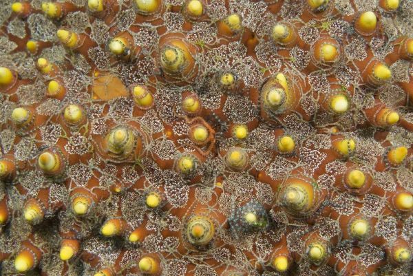 Indonesia, Lembeh Straits Tiny brittle stars
